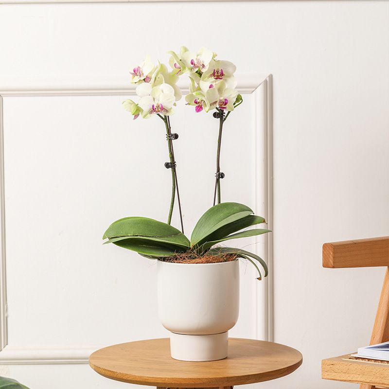 Chậu Cây Gốm Bắc Âu