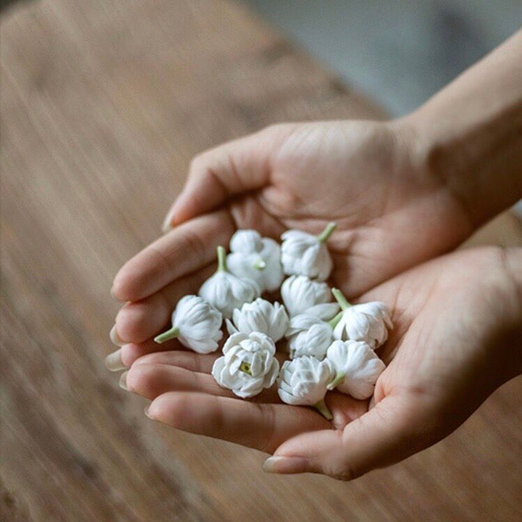 Hoa Nhài Đốt Trầm
