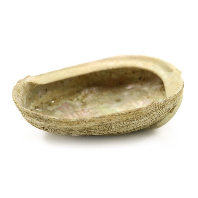 Vỏ Sò Lớn