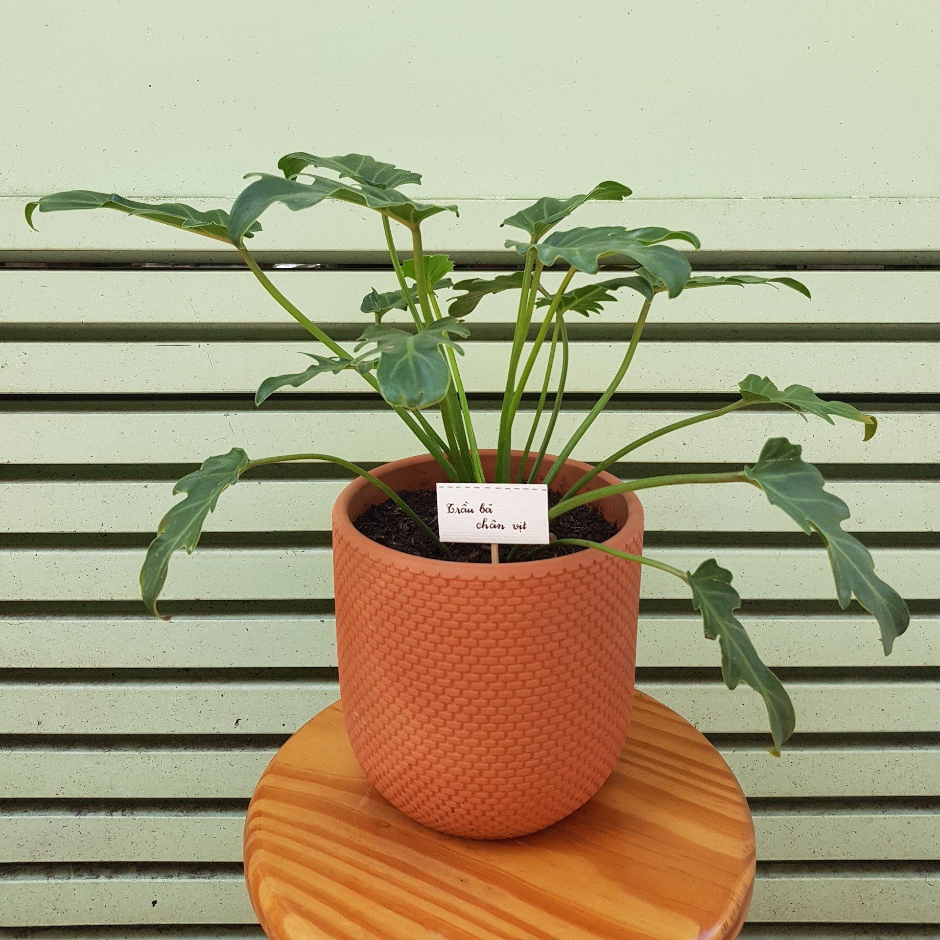Cây Trầu Bà Chân Vịt