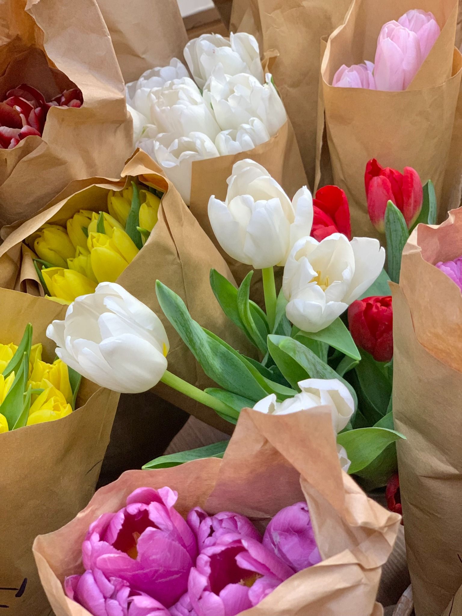 (SAIGON) Hoa Tulip Hà Lan 8/3