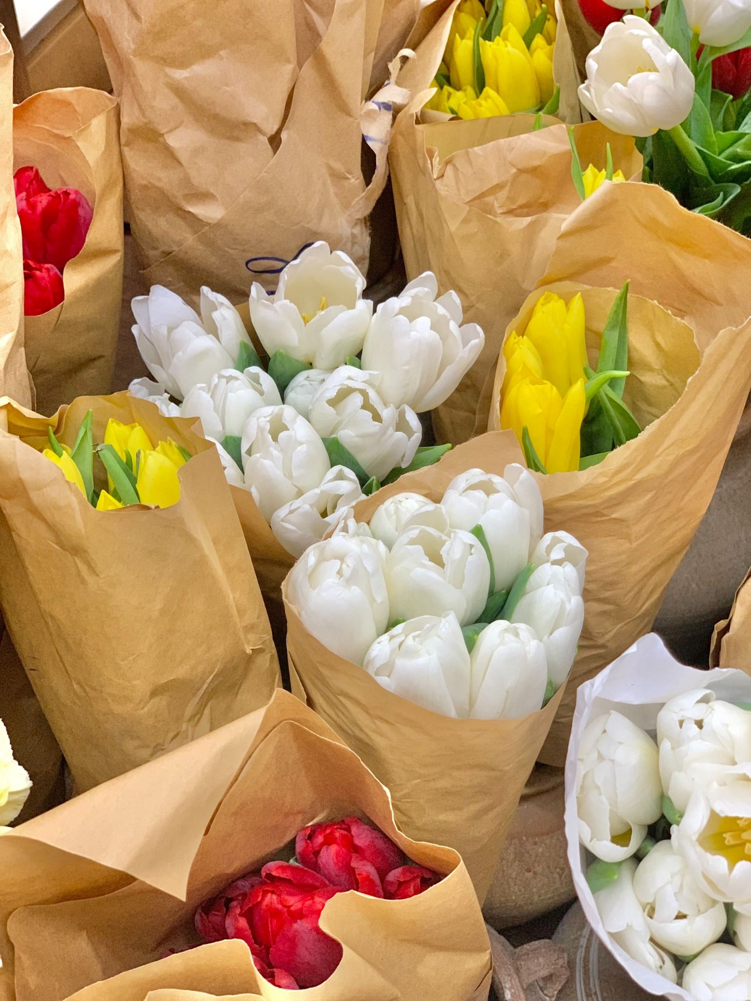 (SAIGON) Hoa Tulip Hà Lan 8/3