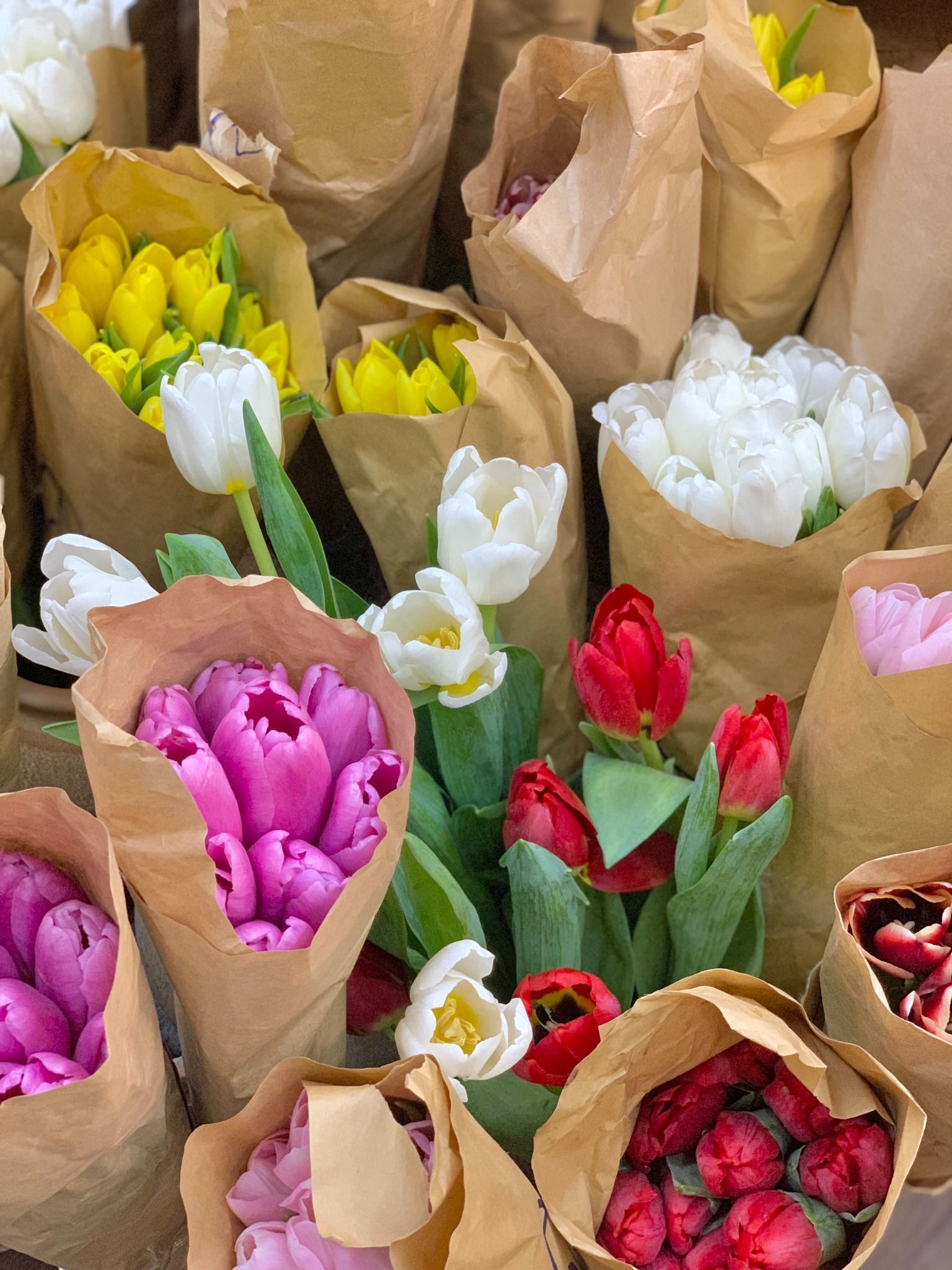 (SAIGON) Hoa Tulip Hà Lan 8/3