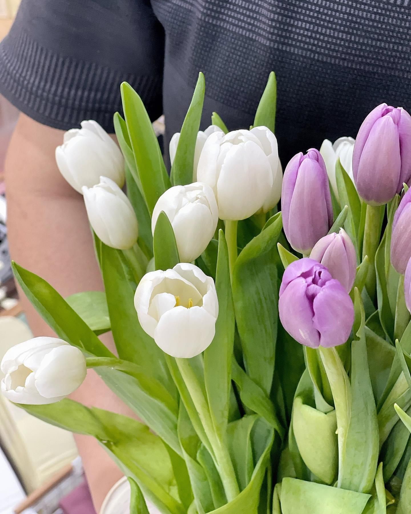 (SAIGON) Hoa Tulip Hà Lan 8/3