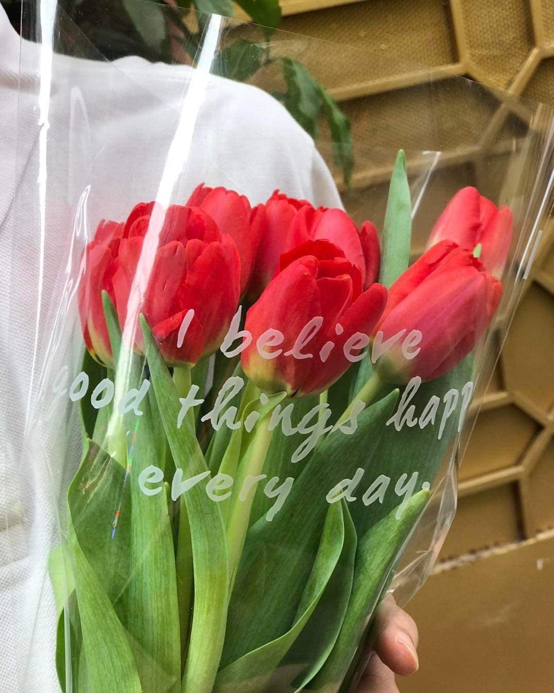 (SAIGON) Hoa Tulip Hà Lan 8/3