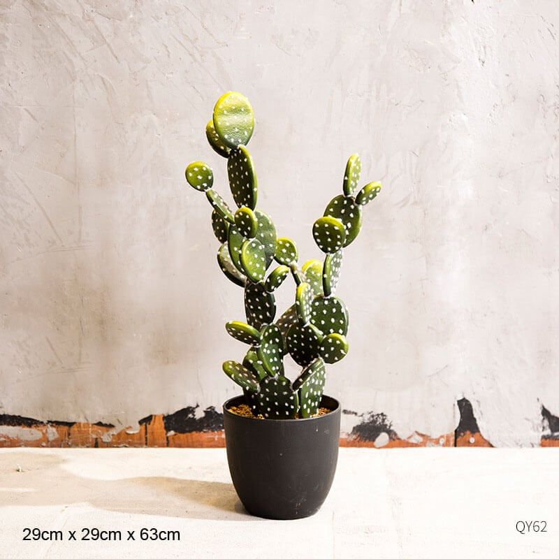 Xương rồng tai thỏ 63cm