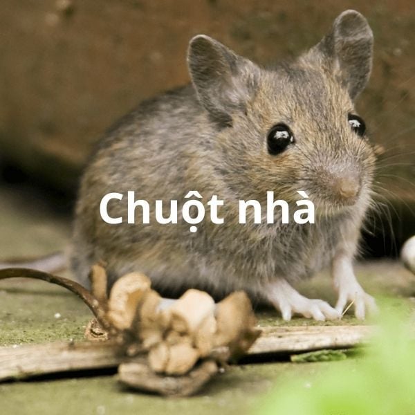 Dịch Vụ Diệt Chuột Trịnh Gia Bảo
