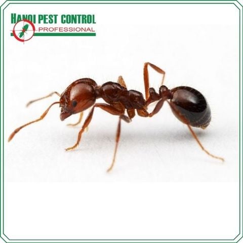 Ant Control