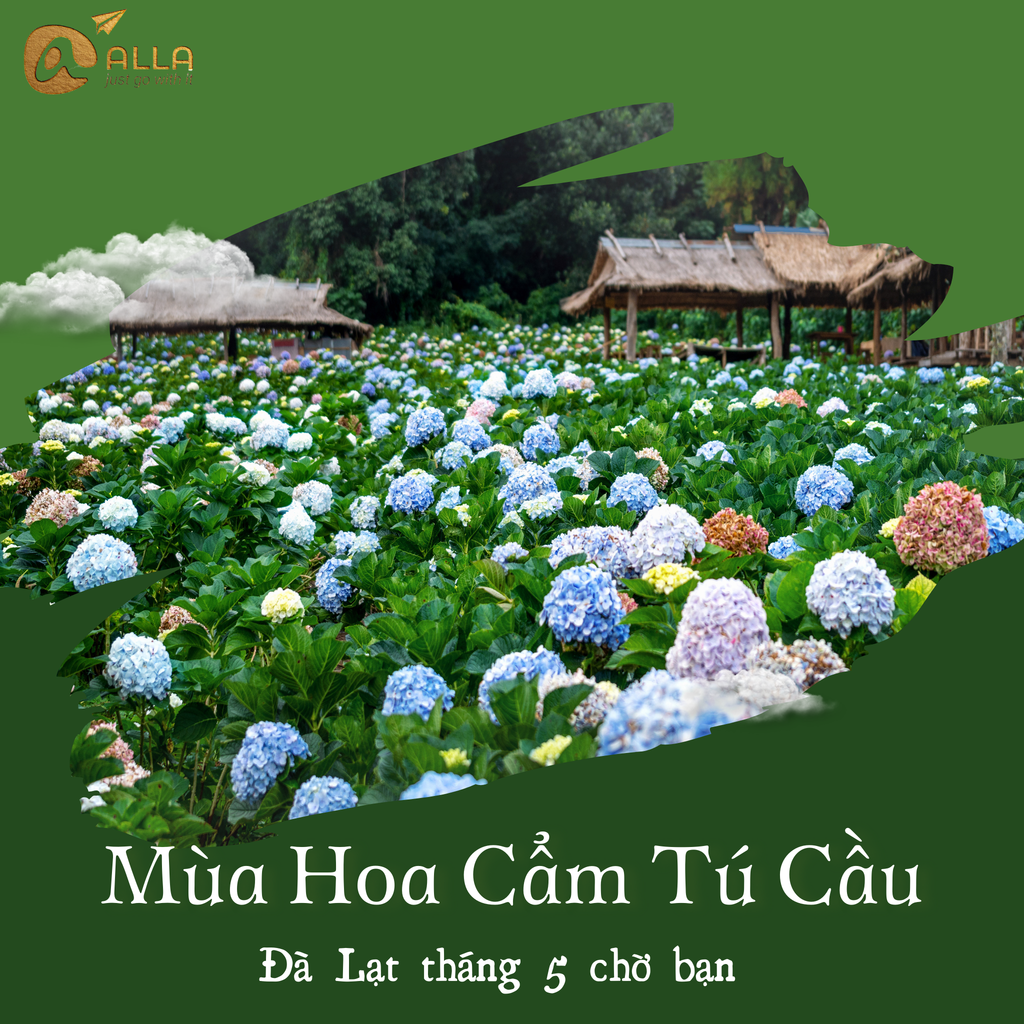 [ĐÀ LẠT 3N3Đ] Tháng 5 Trải Nghiệm Ngắm Hoa Cẩm Tú Cầu