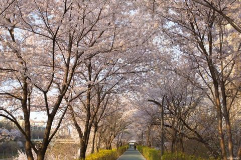 [MÙA XUÂN KOREA] Chào Mùa Xuân Lễ Hội Hoa Anh Đào & Đèn Lồng Suối Yangjaecheon