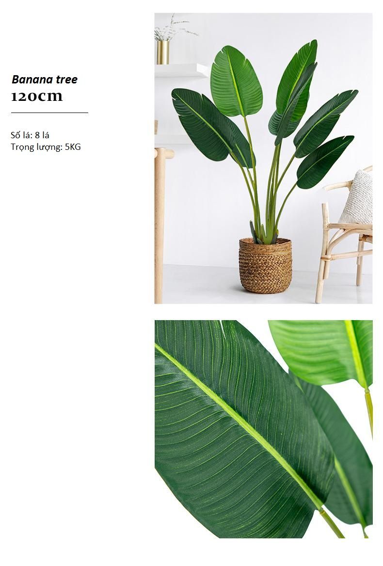 Banana Tree