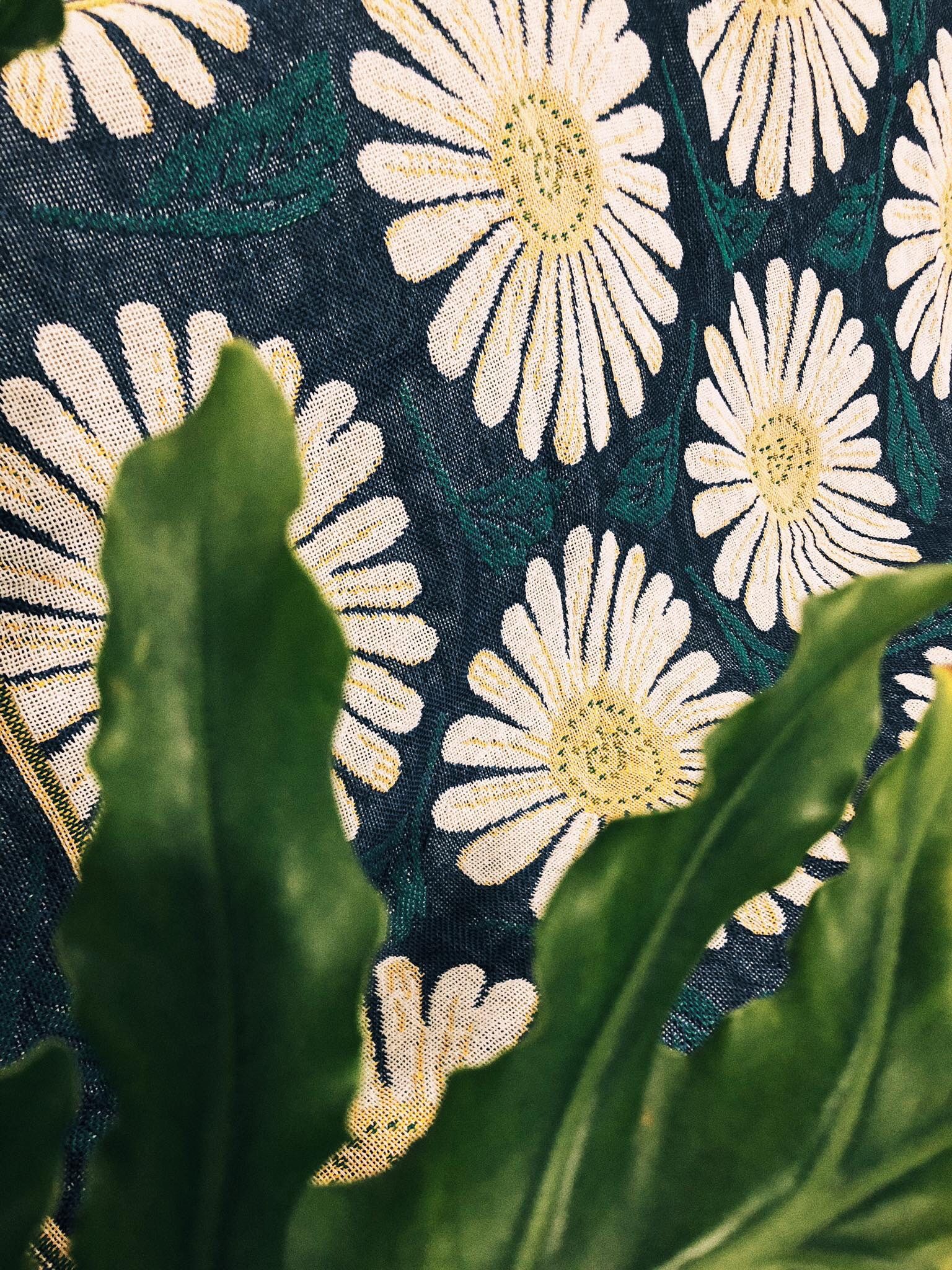 White Chrysanthemum