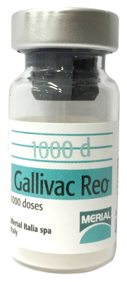 GALLIVAC REO