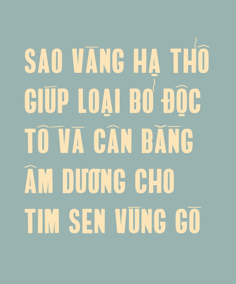 YÊN - Trà Tim Sen Sao Vàng Hạ Thổ