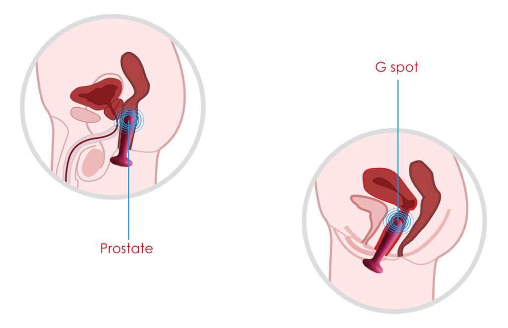 SVAKOM Paddy dụng cụ cắm hậu môn và massage điểm G