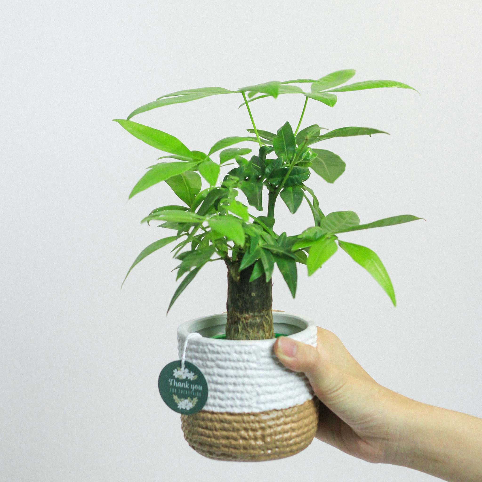 Cây Kim Ngân Đơn x Chậu Gốm Sứ Teori