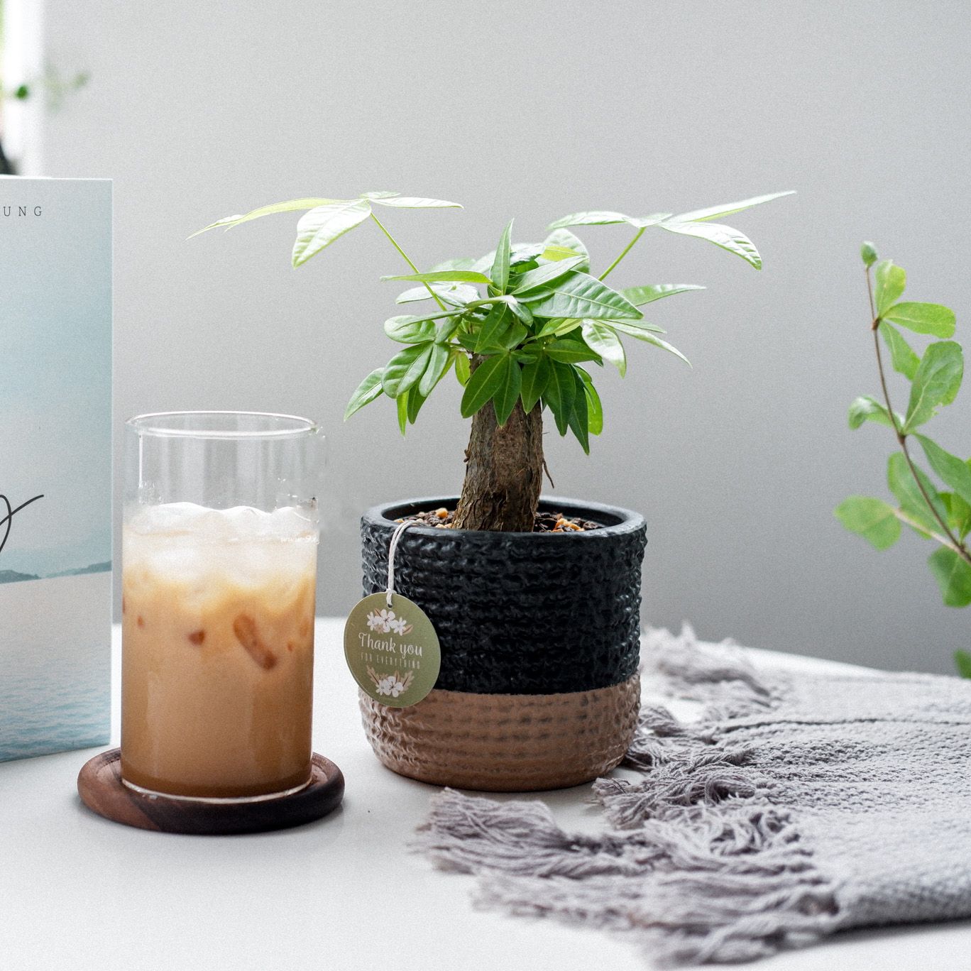 Cây Kim Ngân Đơn x Chậu Gốm Sứ Teori