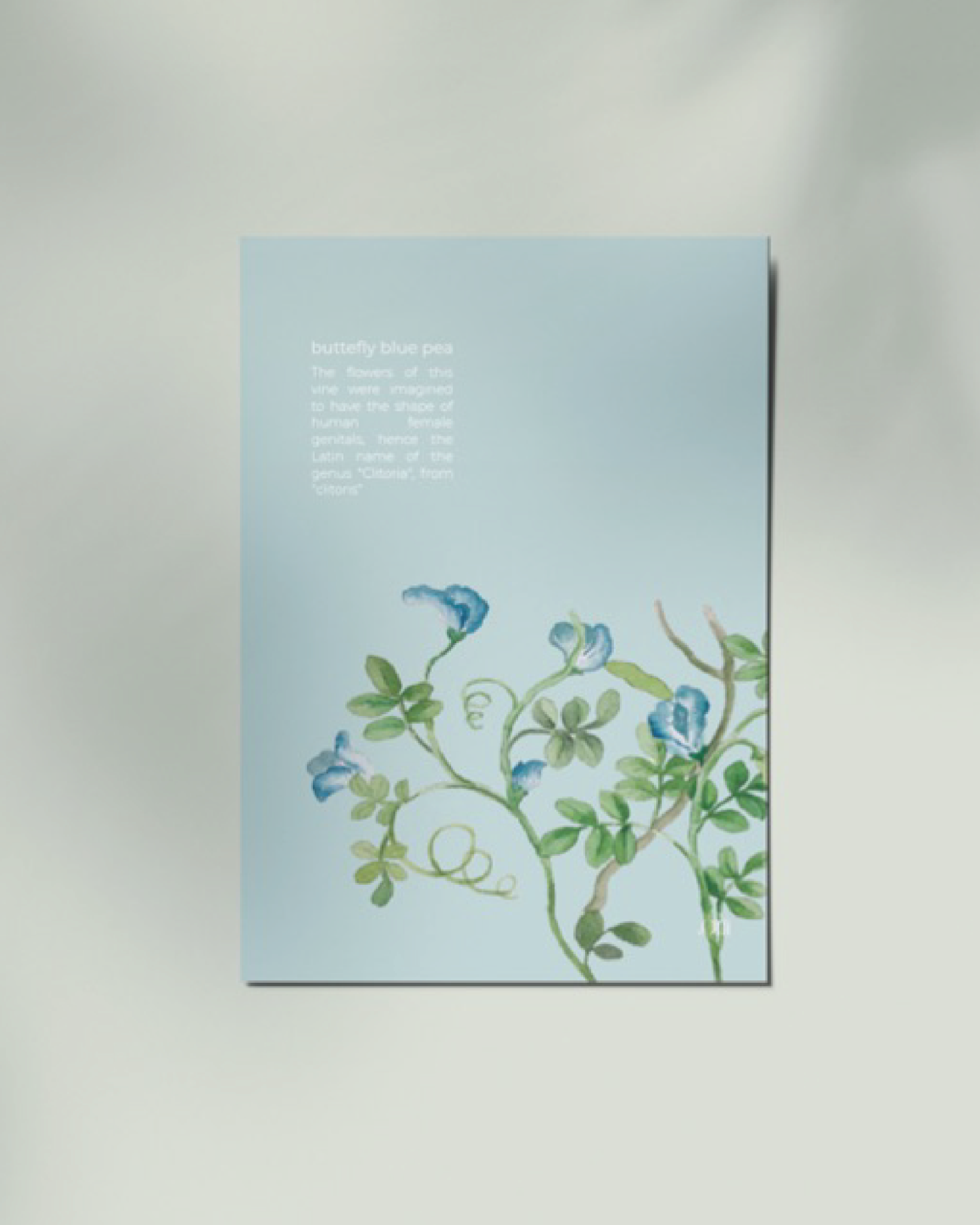 Butterfly Blue Pea