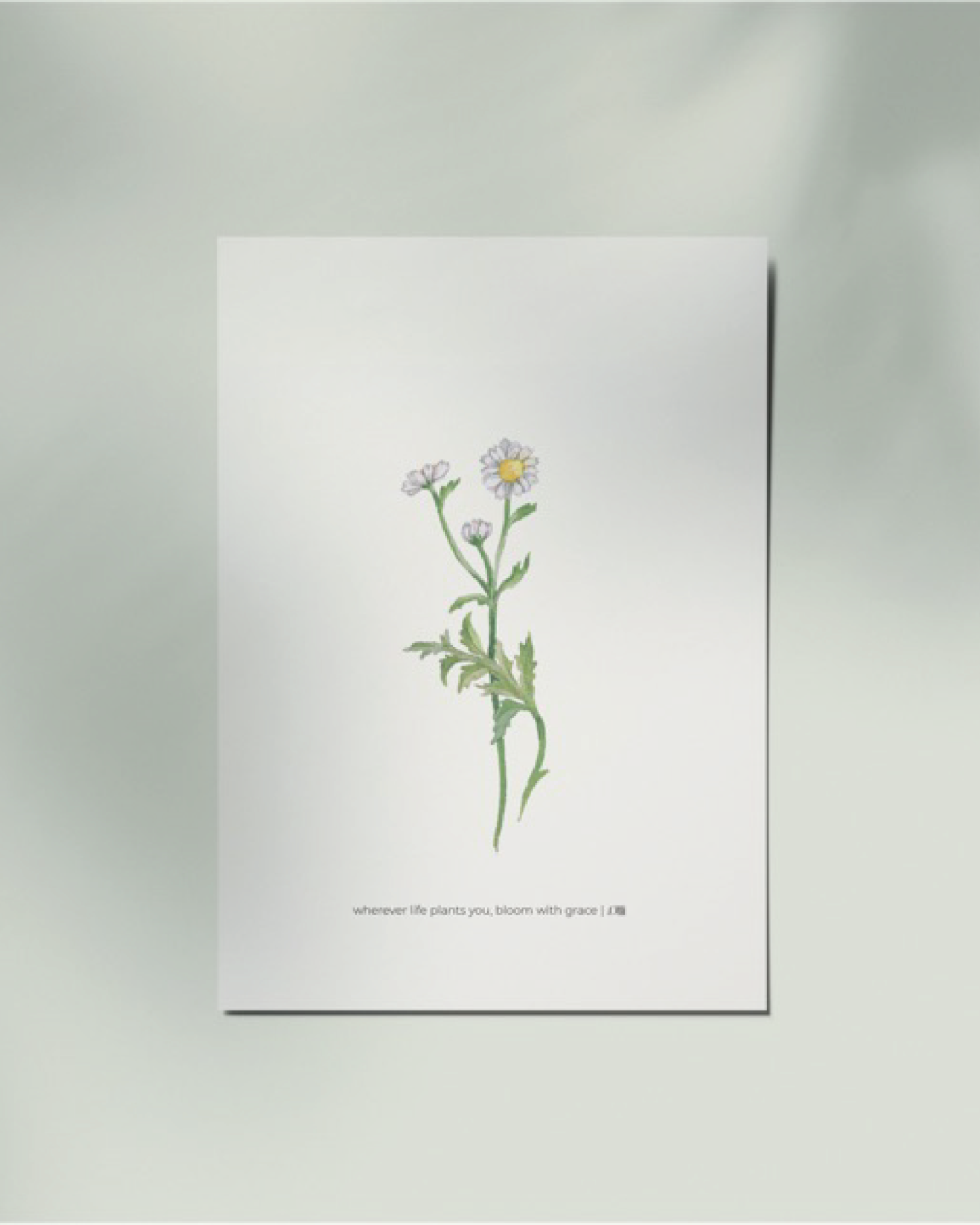 Chamomile