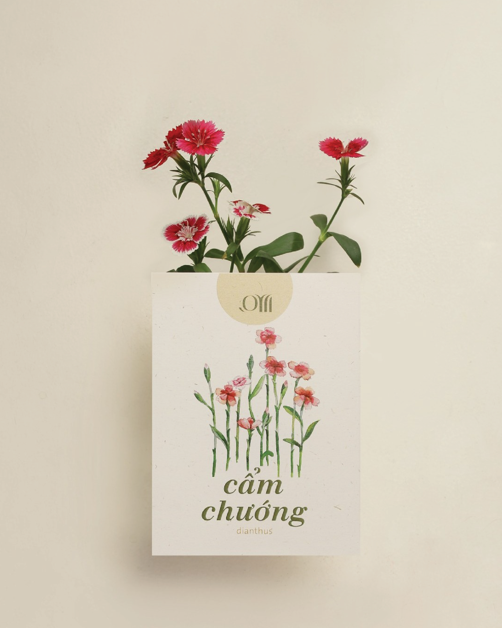 Seed pack - Túi hạt