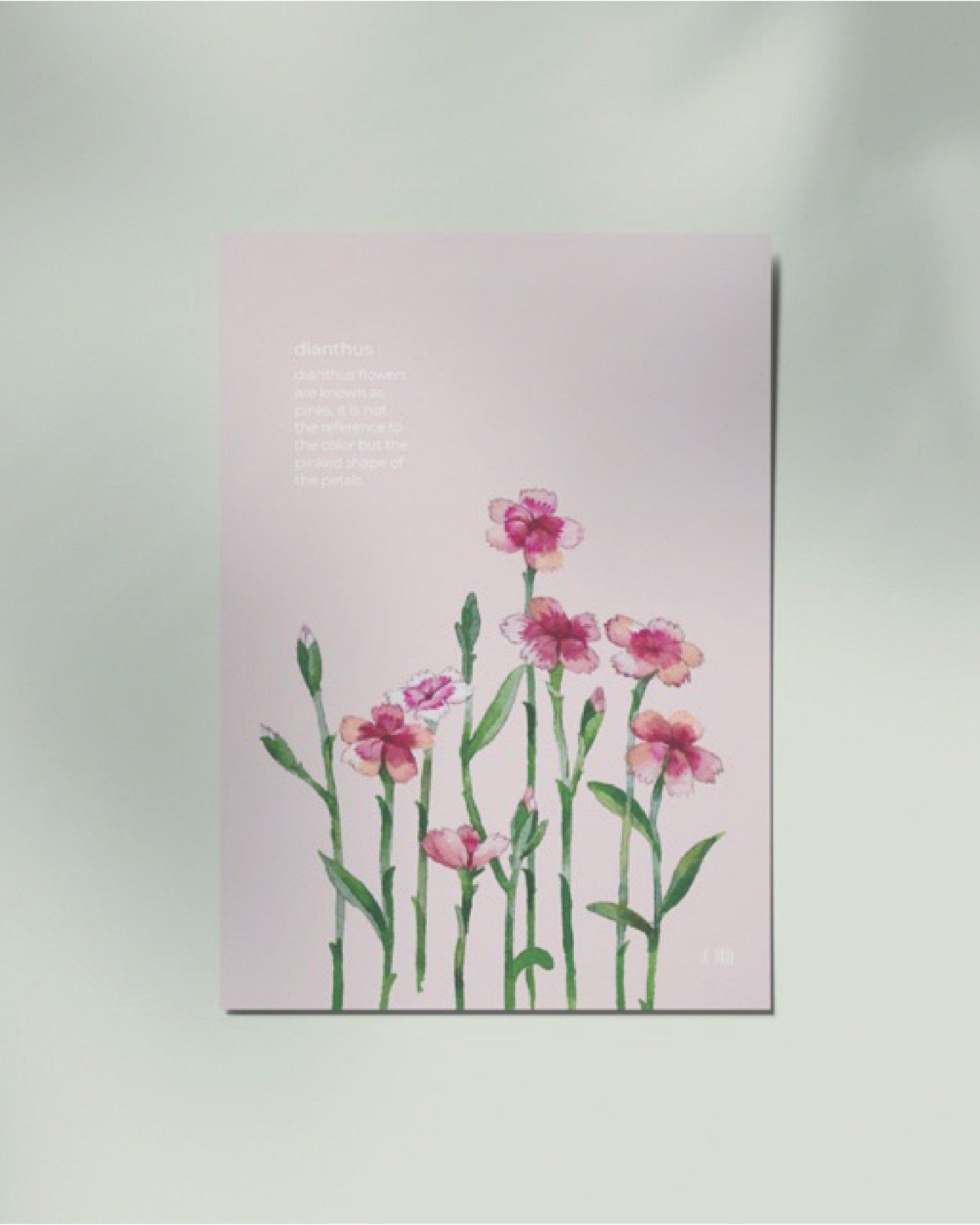 Dianthus