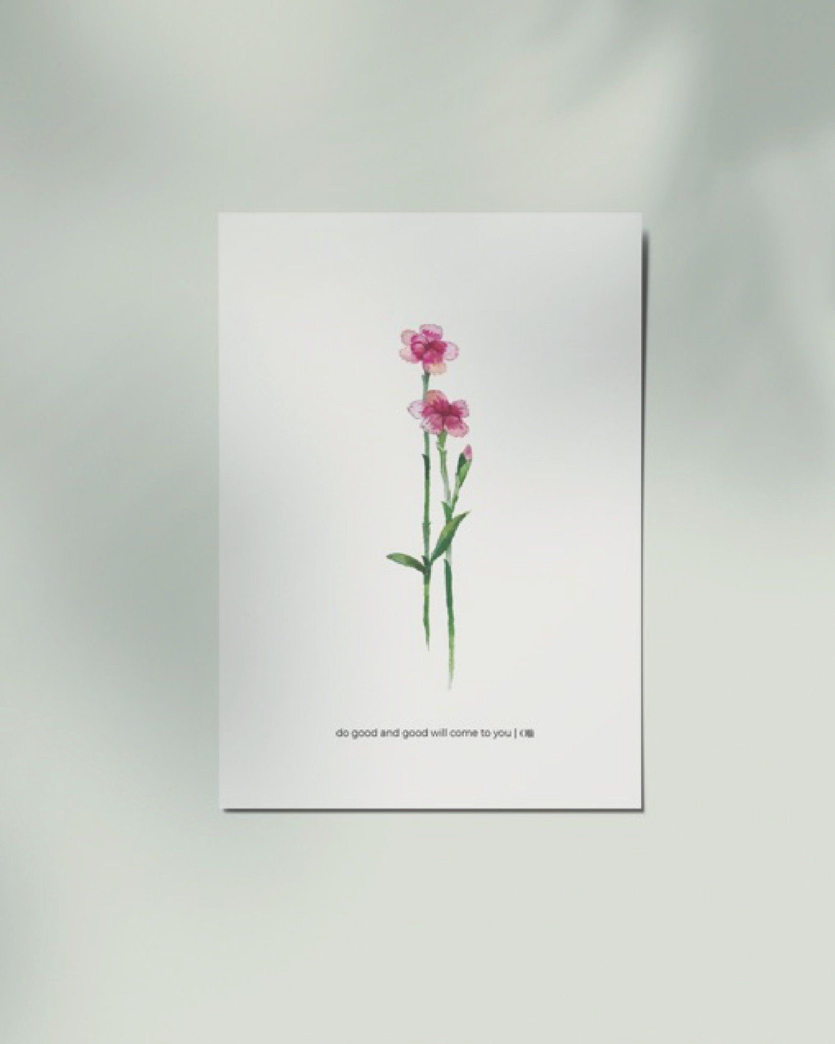 Dianthus