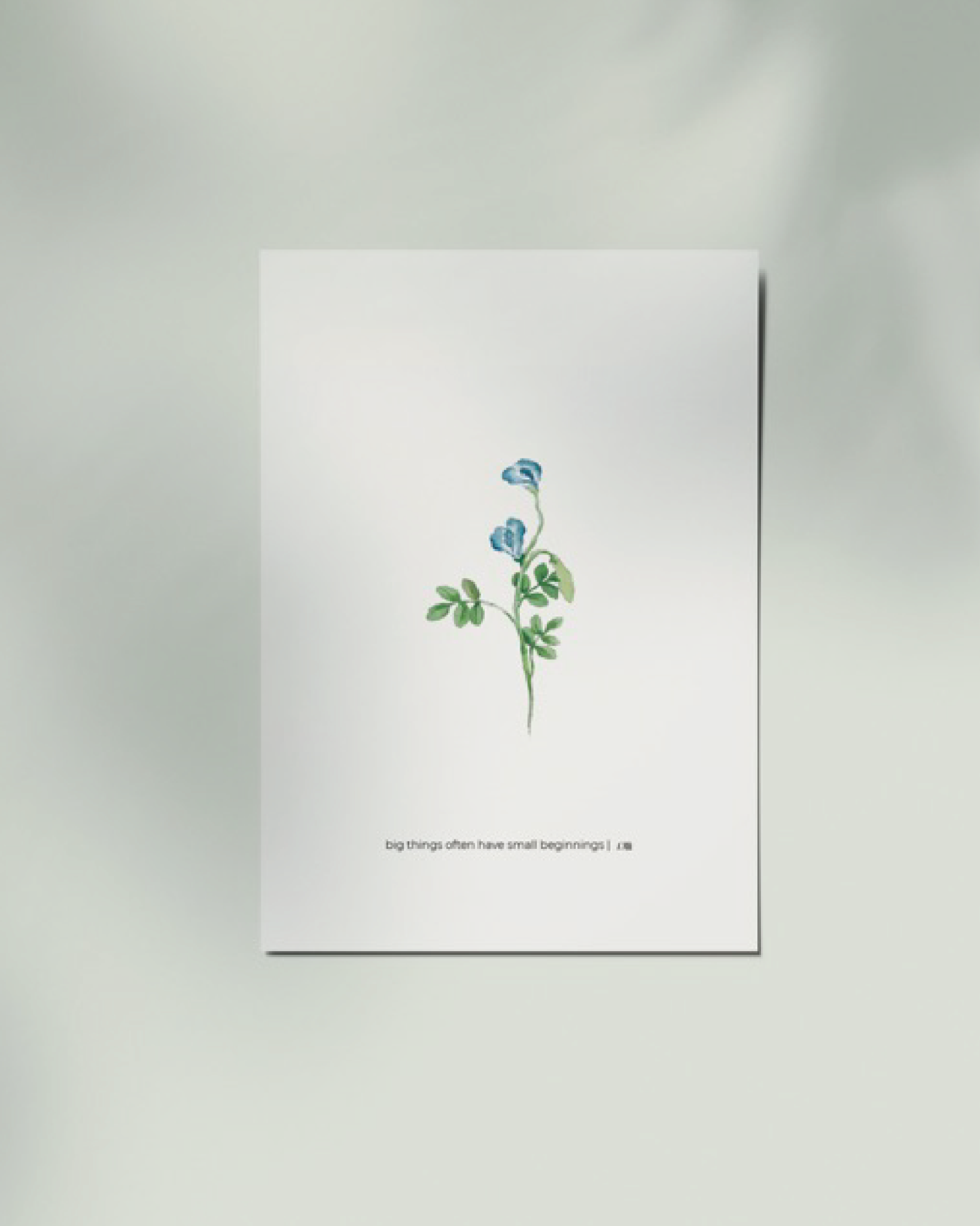 Butterfly Blue Pea