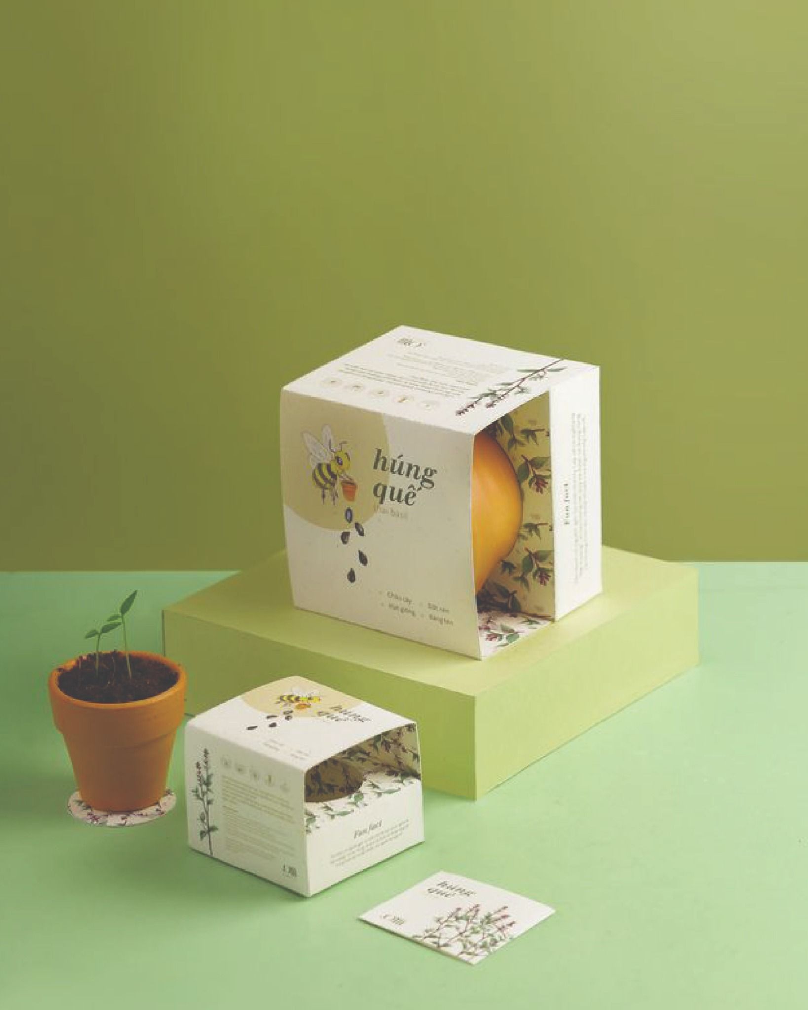 Growing Kit - Kit trồng cây mini