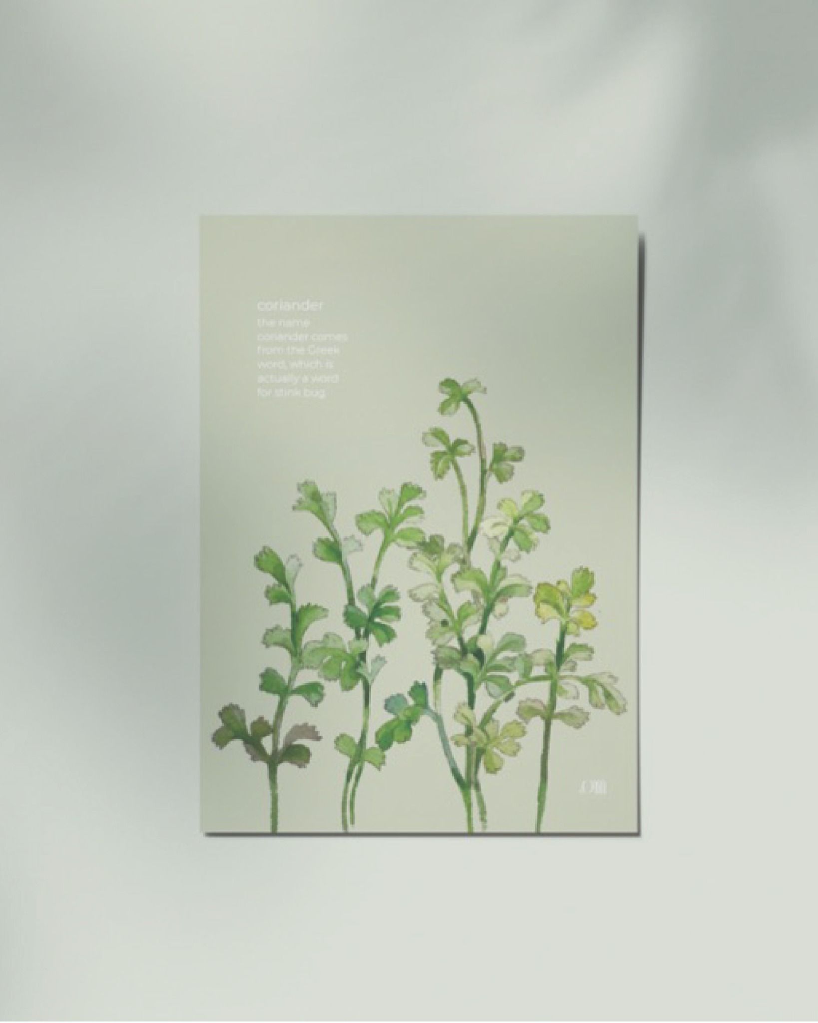 Coriander
