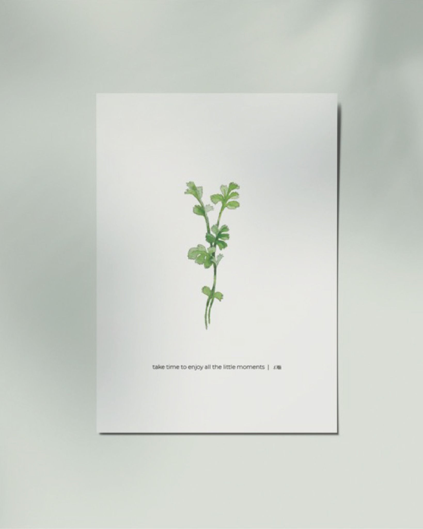 Coriander