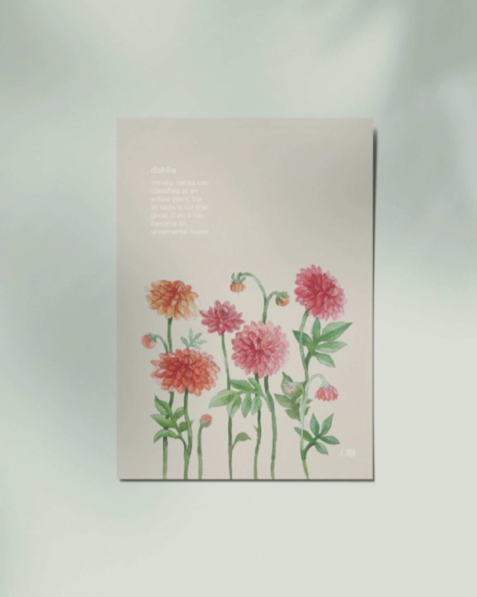 Dahlia