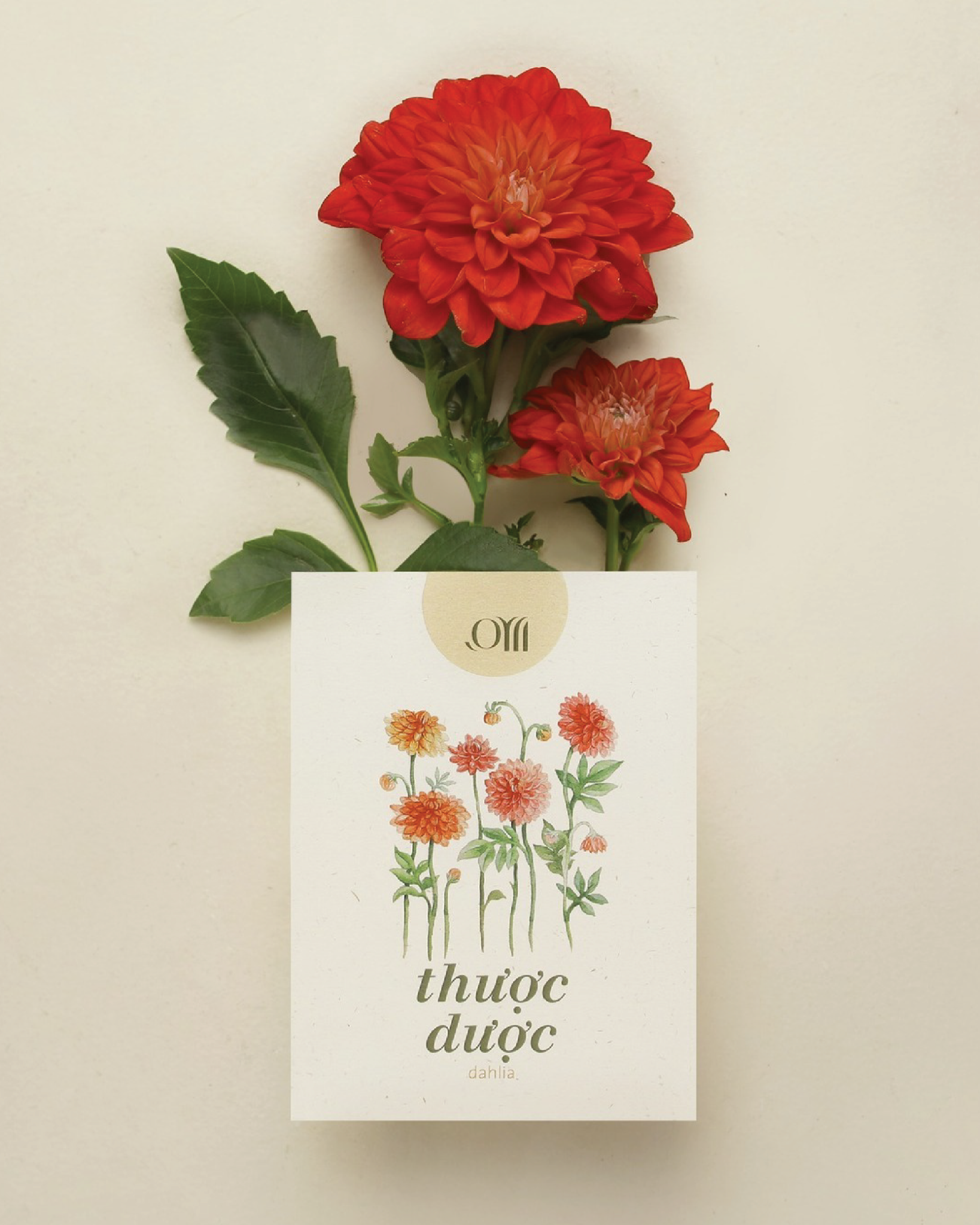 Seed pack - Túi hạt