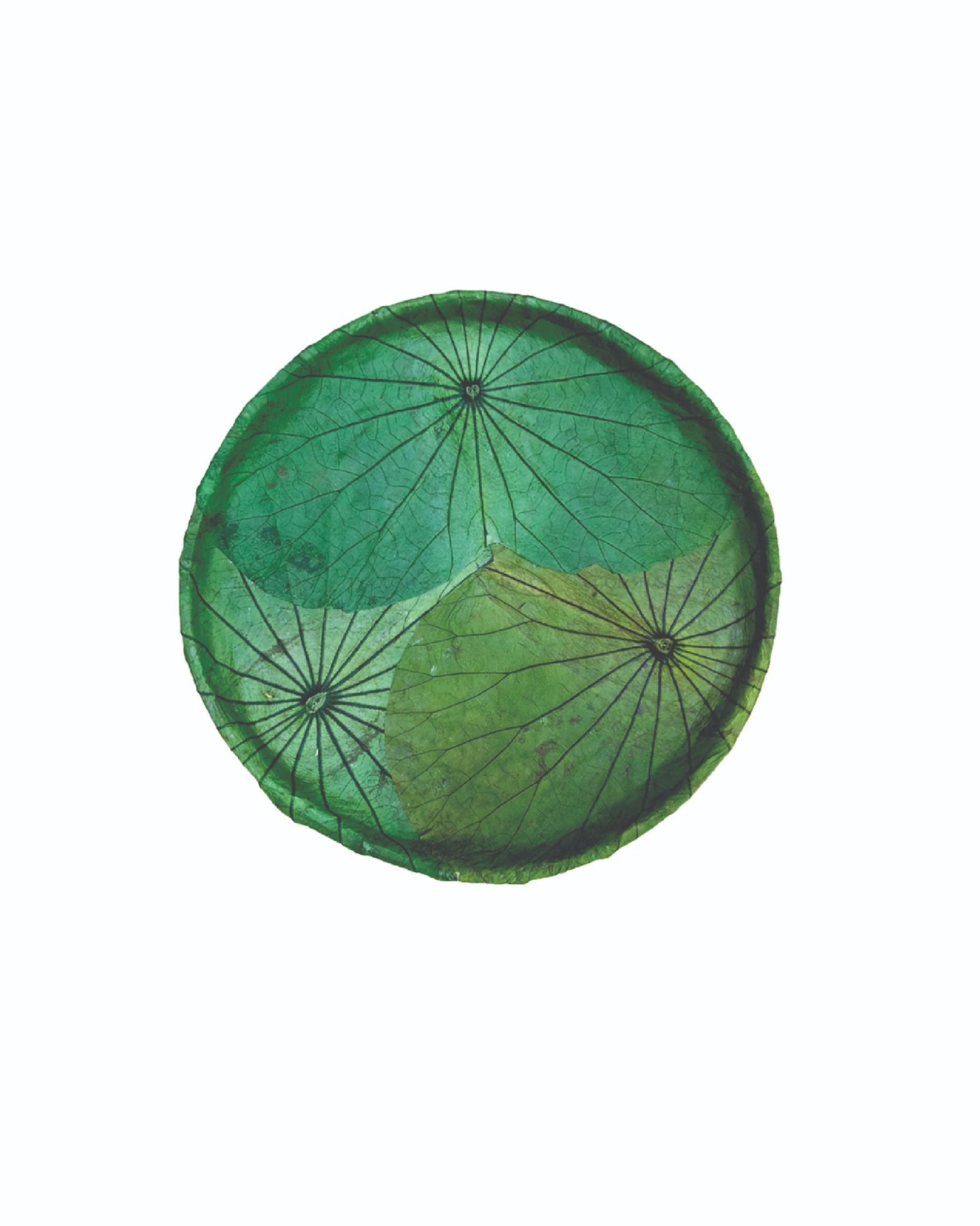 Ecolotus Leaves Flat Basket