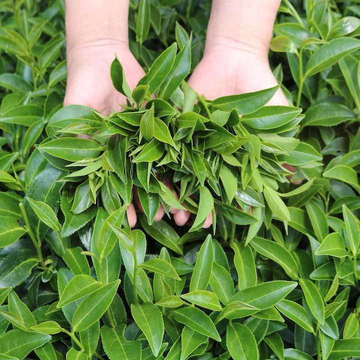 Trà Xanh Hương Dứa DalatFarm - Hộp 110Gr