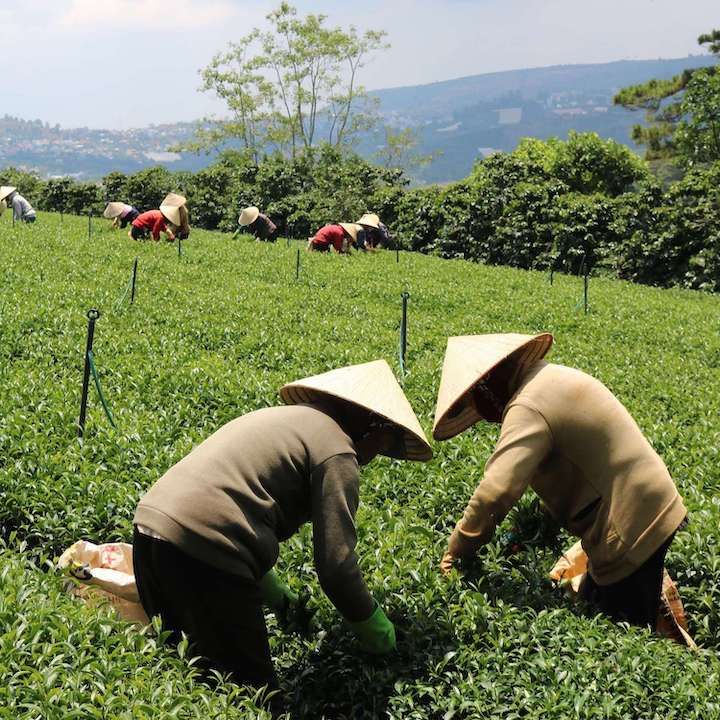 Trà Xanh Hương Dứa DalatFarm - Hộp 110Gr
