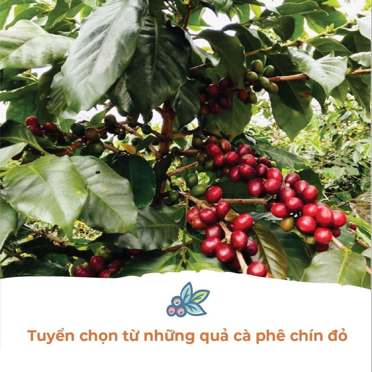  Cà Phê Phin Cầu Đất - Túi 250 g (dạng bột) 