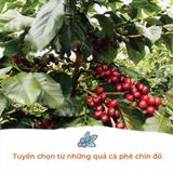  Cà Phê Arabica Cầu Đất - Túi 250 g (dạng hạt) 