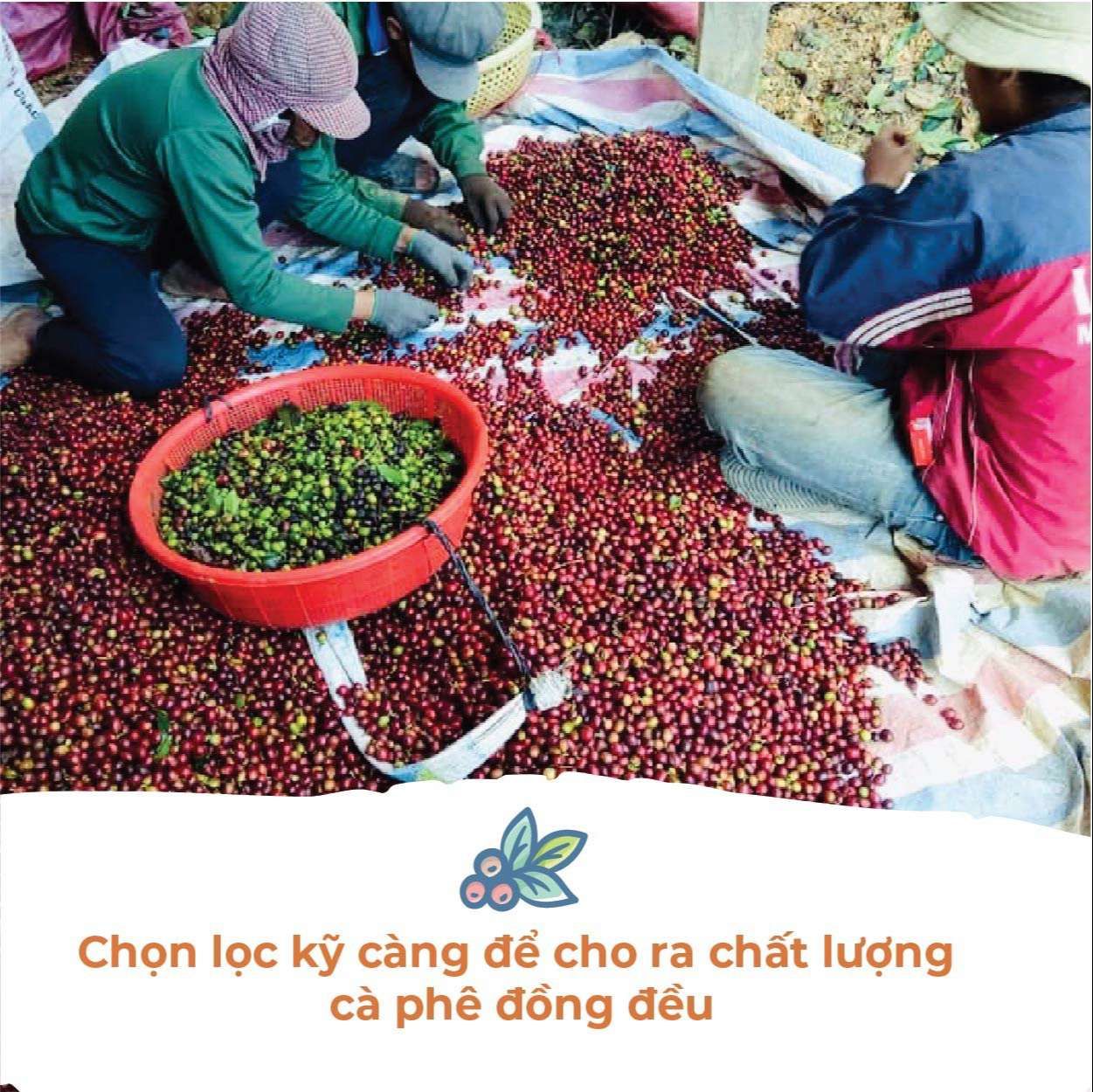 Cà phê Robusta Lâm Đồng - Túi 250gr (Dạng Bột)