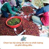  Cà Phê Arabica Cầu Đất - Túi 250 g (dạng hạt) 