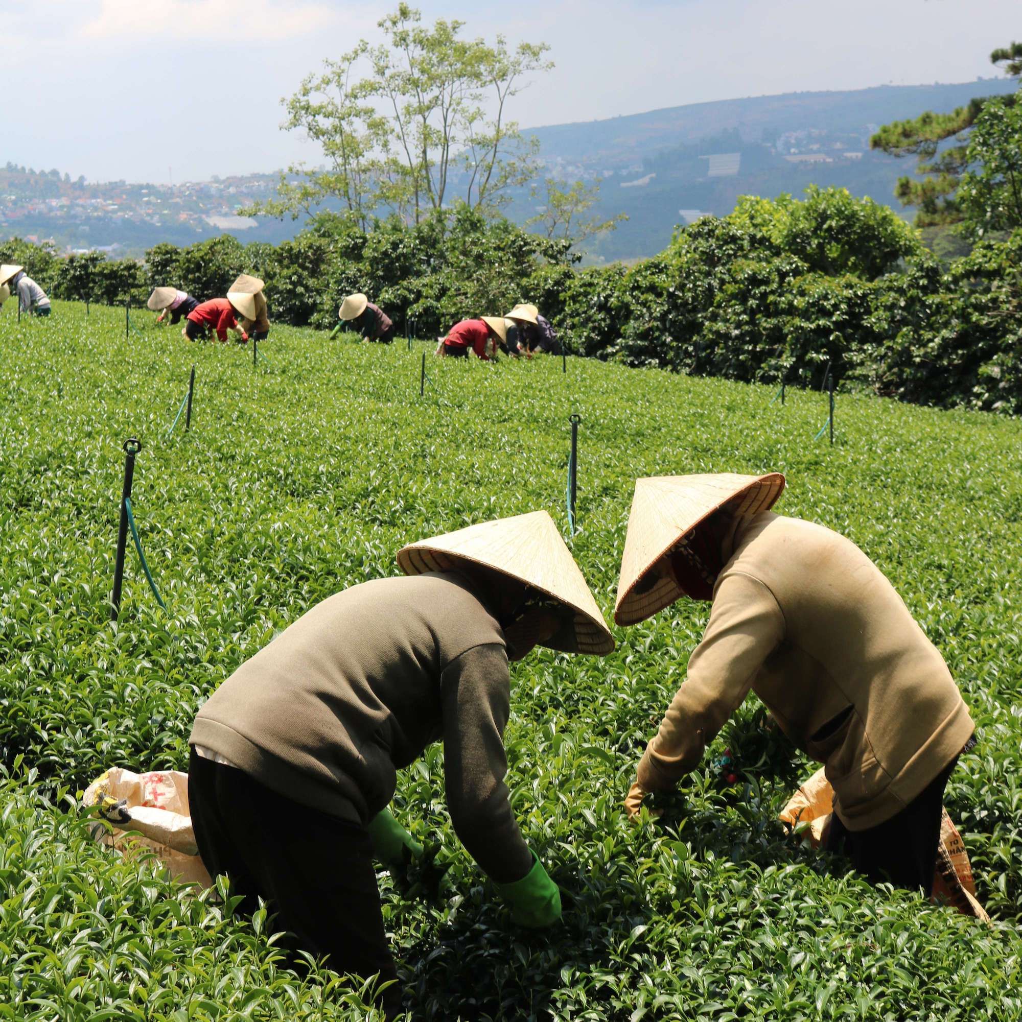  Trà Oolong Tấm Cầu Đất  - Túi 500 g 