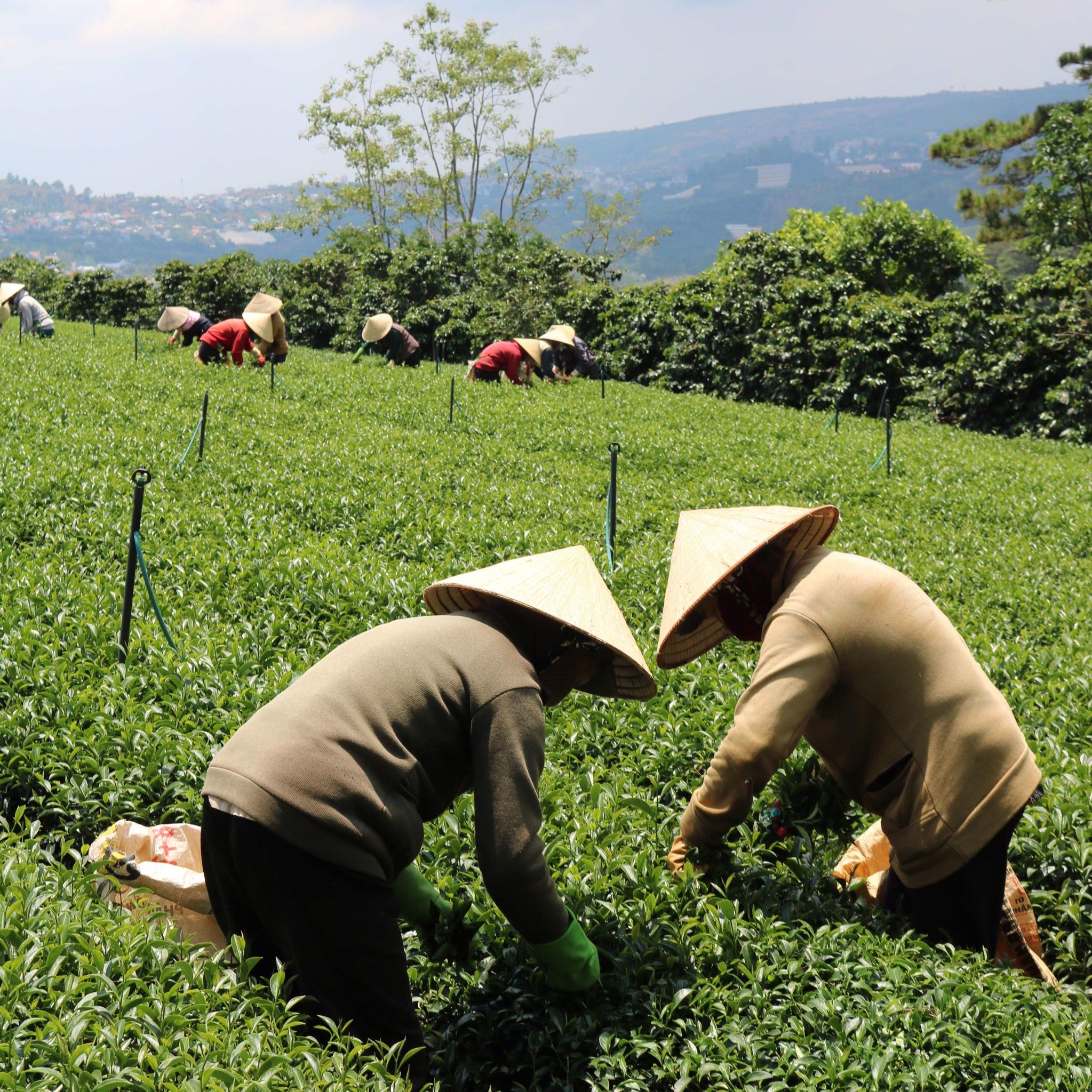  Trà Xanh Cầu Đất - Hộp 110 g 