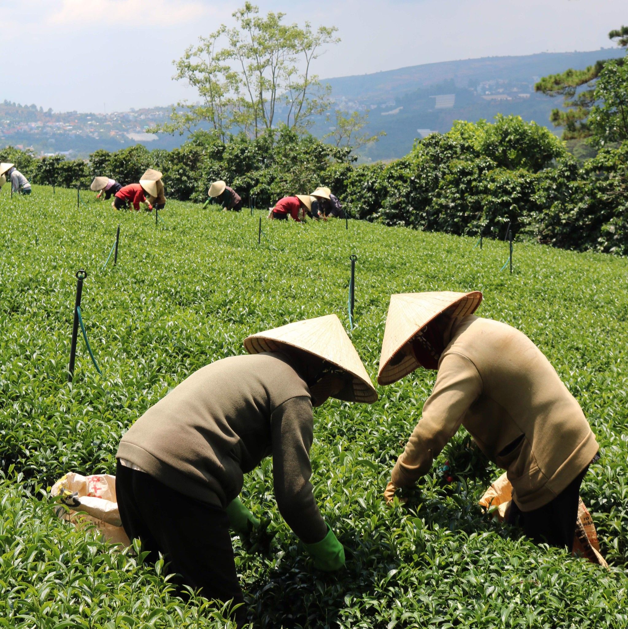 Trà Lài Cầu Đất DalatFarm Loại Đặc Biệt (Trà Hoa Nhài) - Túi thiếc 110Gr