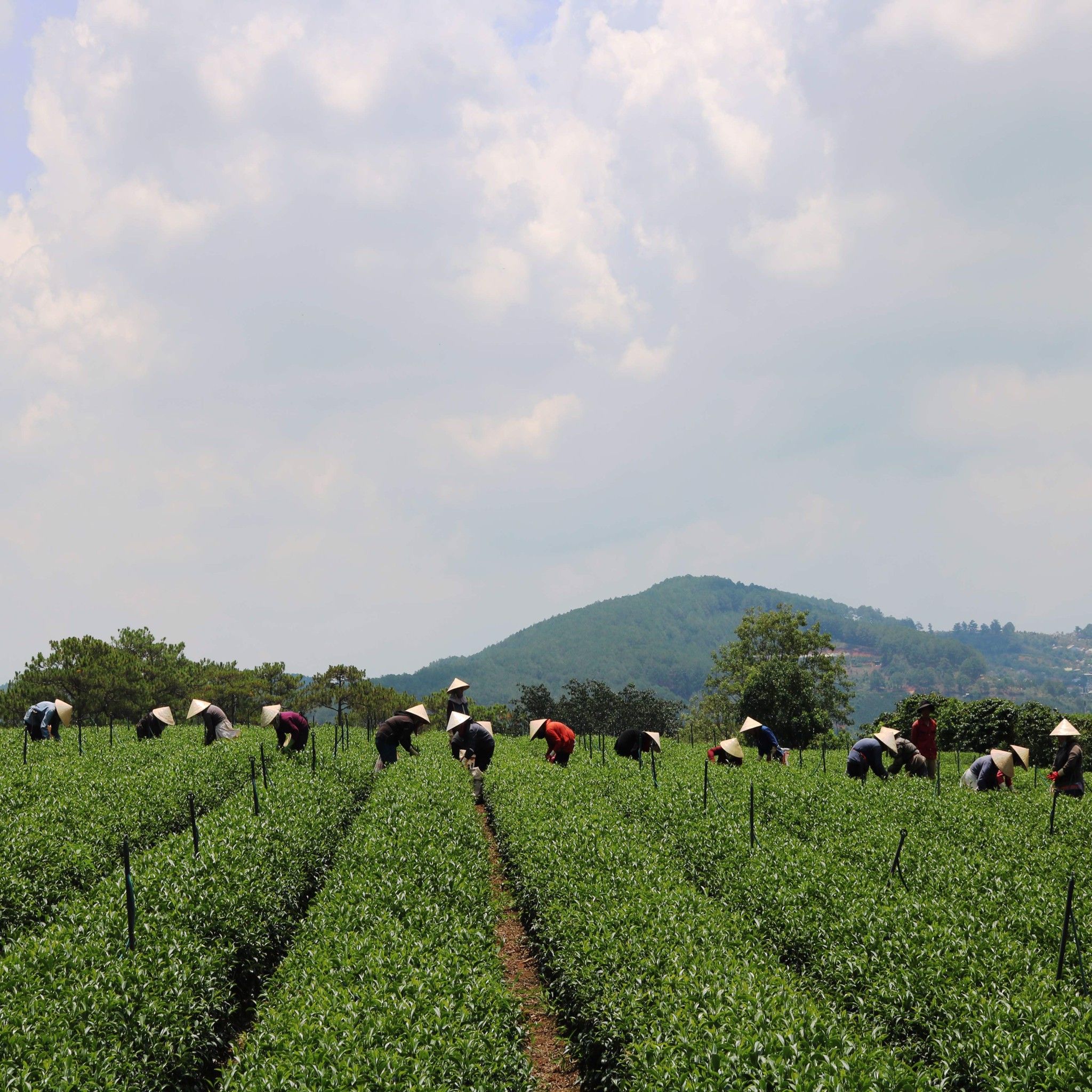 Trà Xanh Cầu Đất Dalat Farm - Túi thiếc 110 Gr