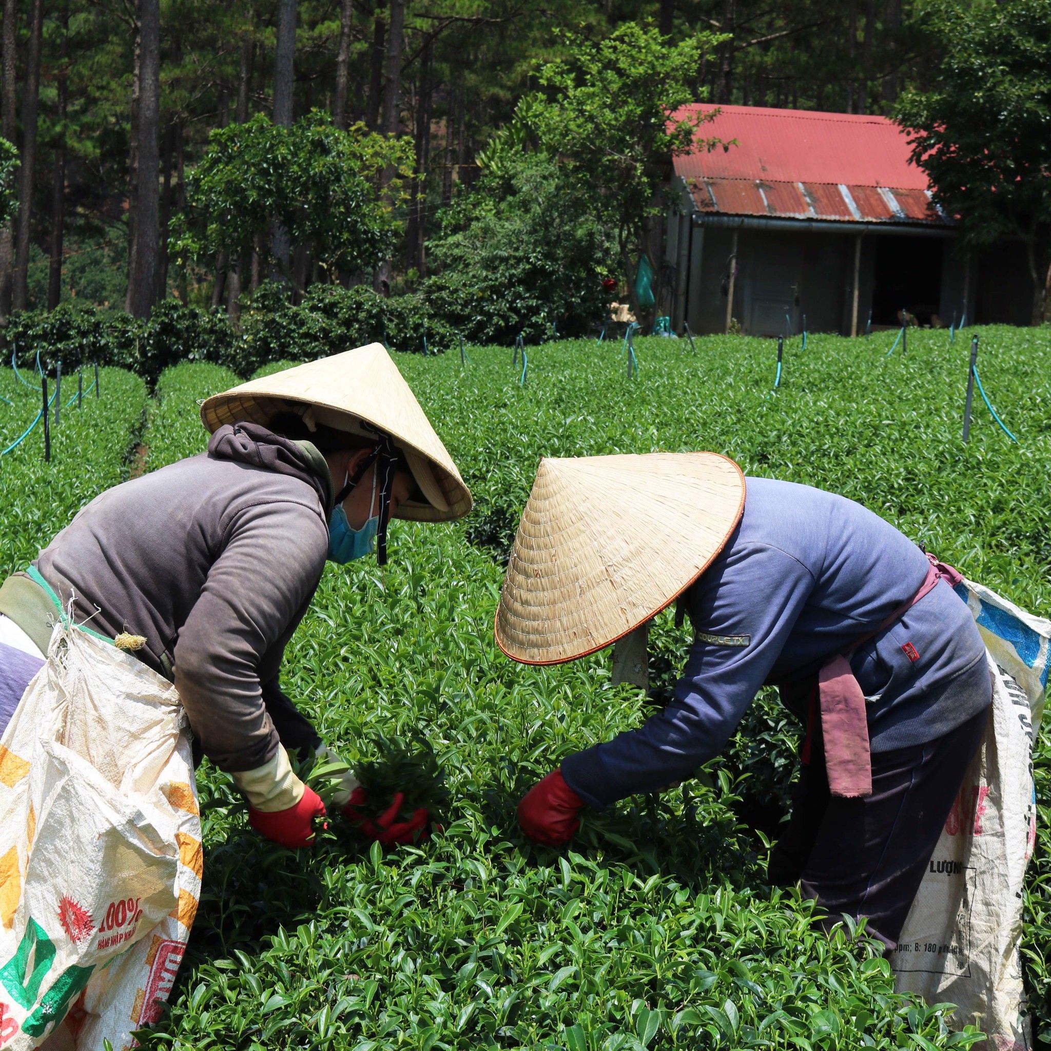  Trà Oolong Kim Tuyên Cầu Đất - Túi 200 g 