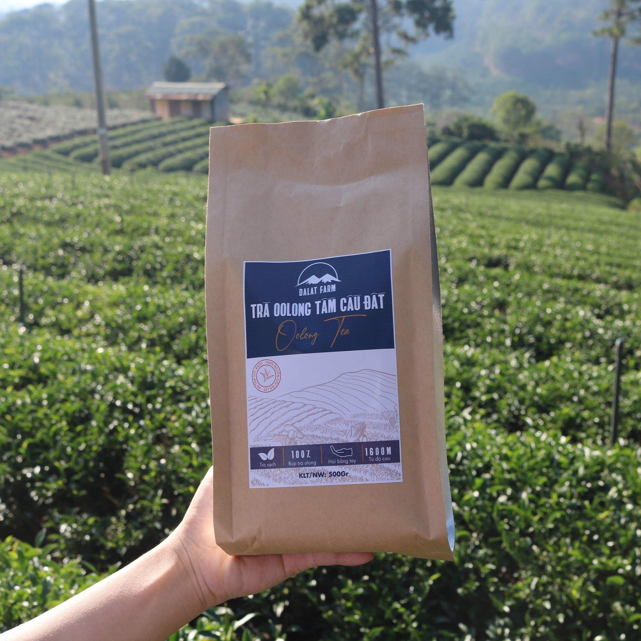 Trà Oolong Tấm Cầu Đất DalatFarm - Nguyên liệu làm trà sữa tự pha trà sữa - Túi 500Gr