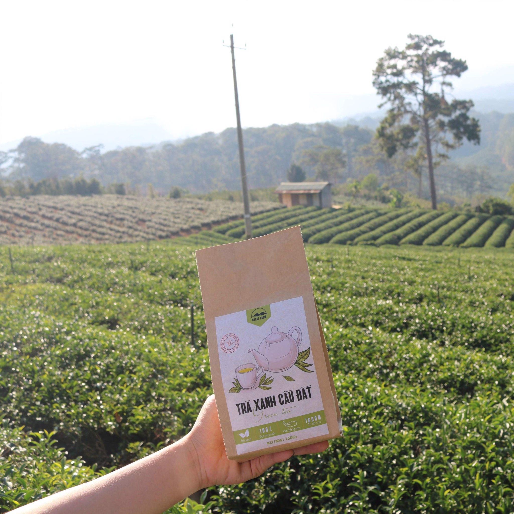 Trà Xanh Cầu Đất - Túi 150Gr DalatFarm (Green Tea)