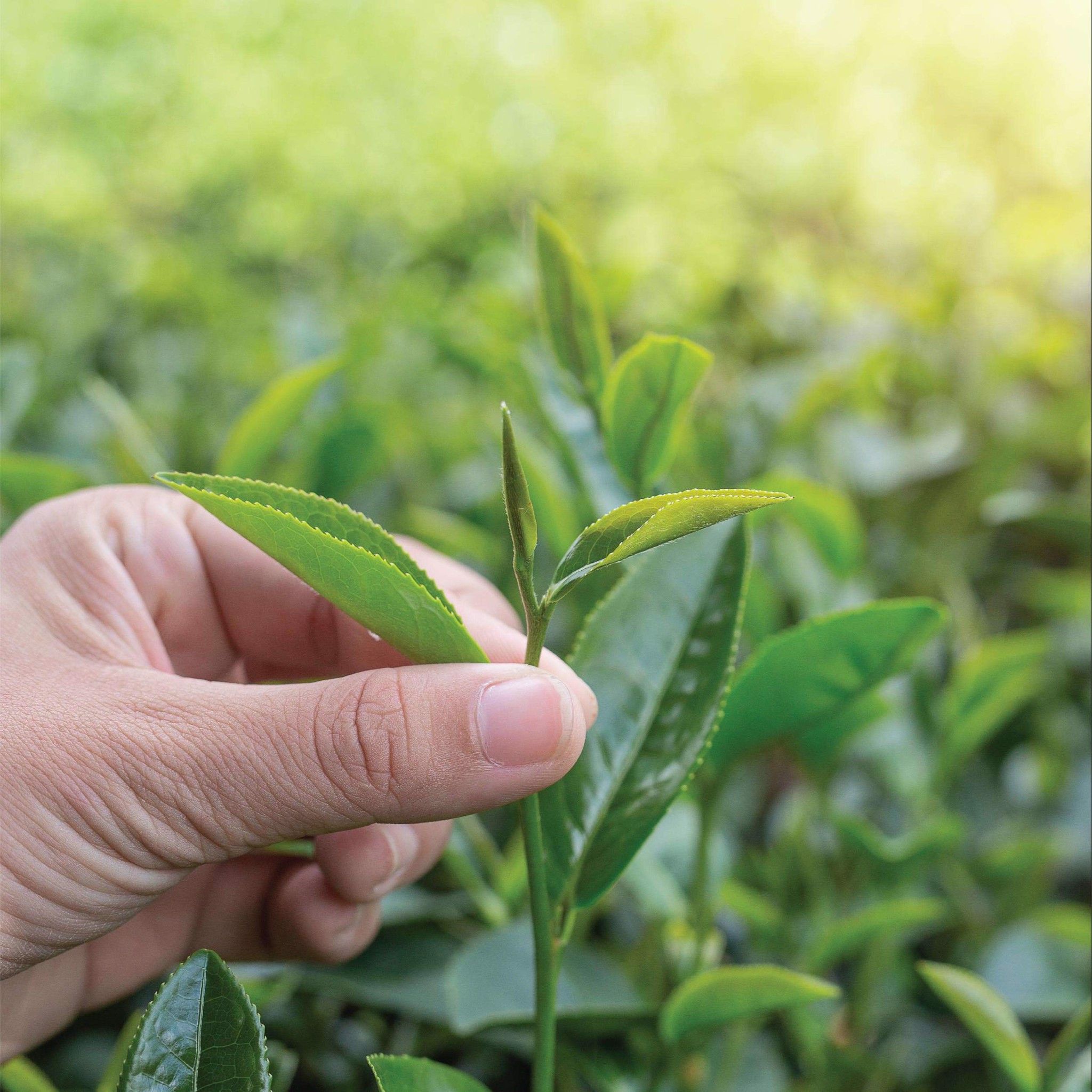 Trà Xanh Cầu Đất - Túi 150Gr DalatFarm (Green Tea)