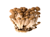 VE- Fresh Brown Lingzhi Mushroom ( PACK )