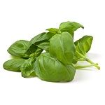 VE.H- Quế tây tươi - Fresh Sweet Basil ( 1Kg / 1 pack 150g )