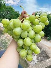 FR.I- Green Grape US (Nho xanh Mỹ ) -ĐN